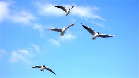 Birds fly away - sound effect