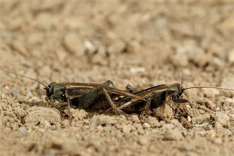 Desert crickets at night, environmental sounds, insects