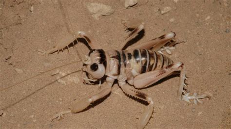 Desert crickets at night, environmental sounds, insects