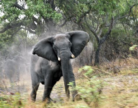 Angry elephants - sound effect
