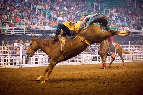 Rodeo sound: cowboys, horseback riding, announcer announcement