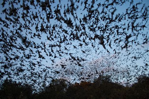 Swarm of bats - sound effect