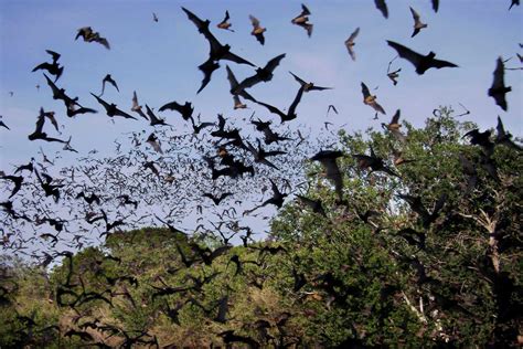 Swarm of bats - sound effect