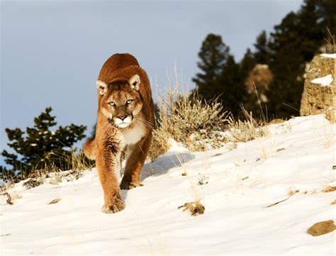 Roar of the mountain lion - sound effect