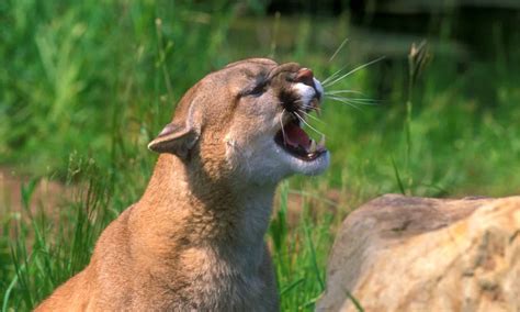 Roar of the mountain lion - sound effect