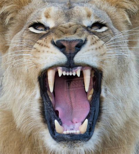 Lion growling up close - sound effect
