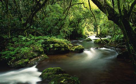 African jungle: morning sounds, birds