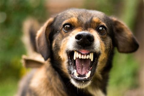 Dog growl, angry dog - sound effect