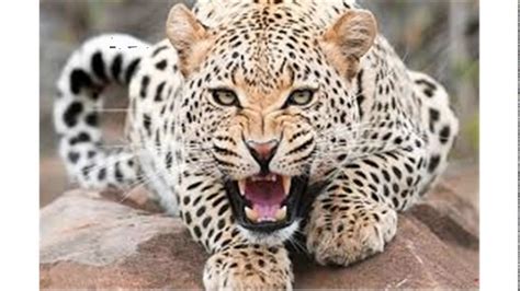 Jaguar growl - sound effect