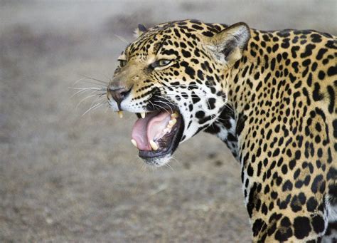 Jaguar growl - sound effect