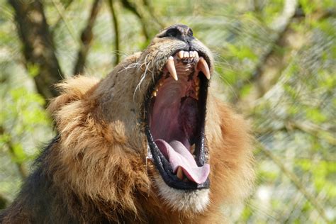 Roar of a large animal - sound effect