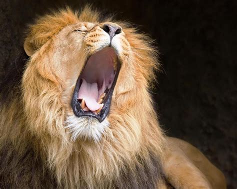Large animal roar (2) - sound effect