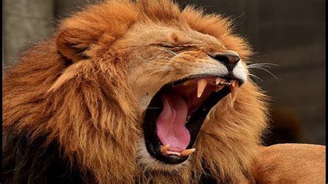 Lion's roar (short sound)