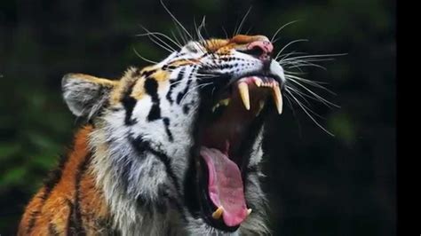 Roar of the tiger (short sound)