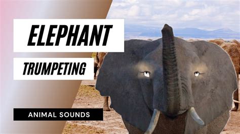 Elephant roar, elephant trumpet - sound effect