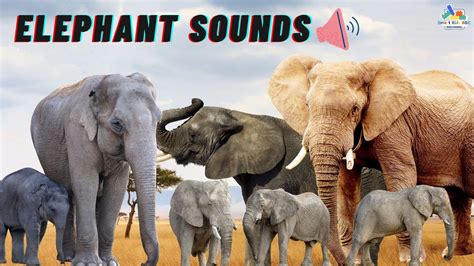 Elephant roar, elephant trumpet - sound effect