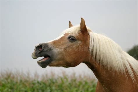 Neighing horse (6) - sound effect