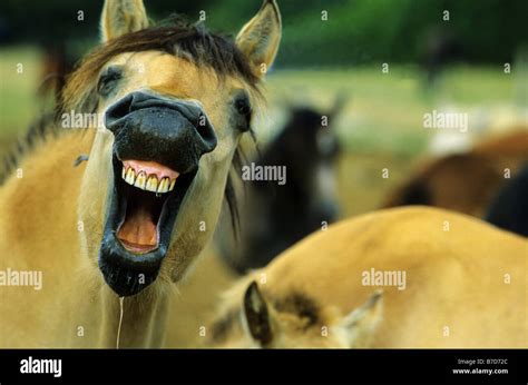 Neighing horse (7) - sound effect