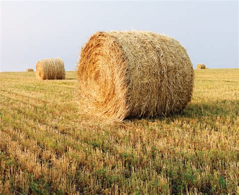 Sounds of hay: manipulation and action with dry grass (2)
