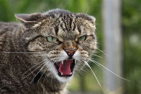 Angry cat, meow - sound effect