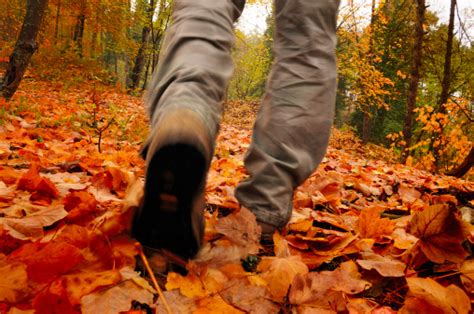 Steps through the forest through deadwood, branches crunching underfoot - sound effect