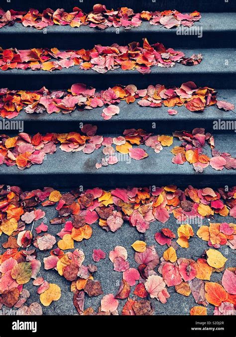 Steps on fallen leaves (2) - sound effect