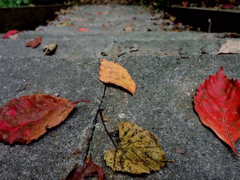 Steps on fallen leaves (2) - sound effect