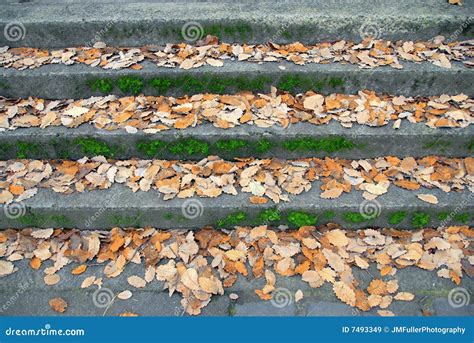 Steps on fallen leaves - sound effect