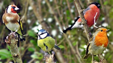 Chirping and singing of birds in silence - sound effect