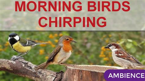 Birds chirping in the city - sound effect