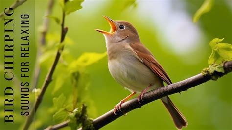 Birds chirping in the city - sound effect