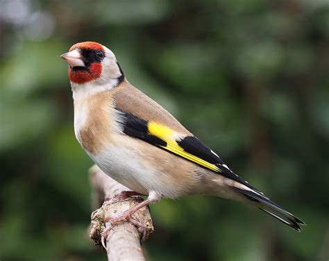 Carduelis - sound effect