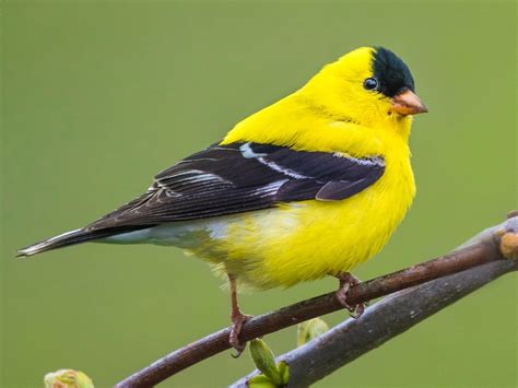 Goldfinch - sound effect