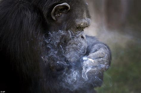 Chimpanzee puffs - sound effect