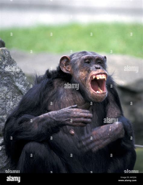 Chimpanzee, excited cry - sound effect