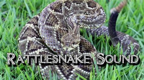 Rattlesnake noise (short sound)