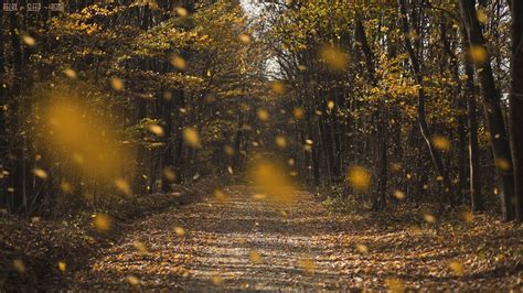 Wind noise in the forest (forest wind sways the trees) - sound effect