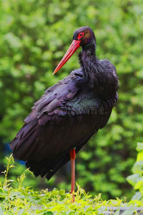 Ciconia nigra - sound effect