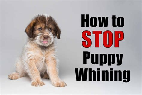 Whining dog (puppy whining) - sound effect