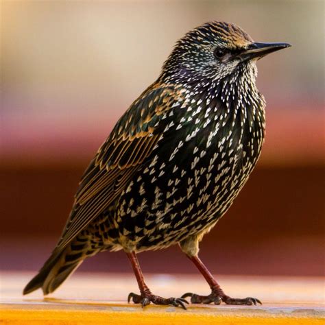 Sturnus vulgaris - sound effect