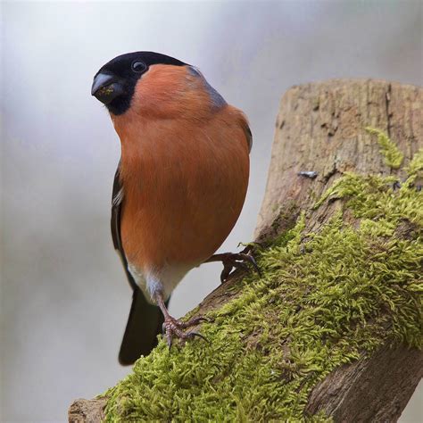 Eurasian bullfinch sound effect