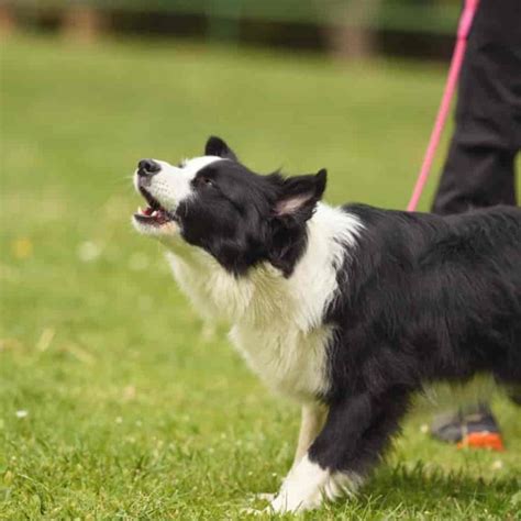 Collie barking at a distance, then closer - sound effect