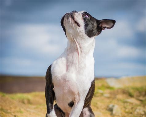 Terrier barking, animal, kennel - sound effect