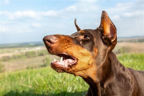 Single doberman barking - sound effect