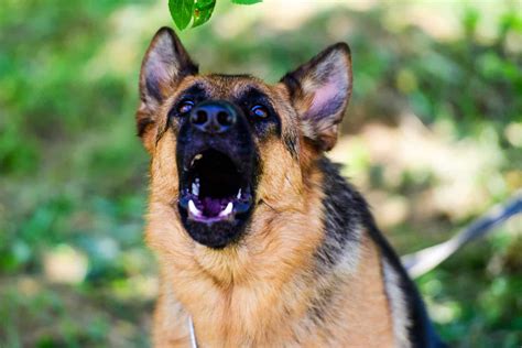 Single shepherd barking - sound effect