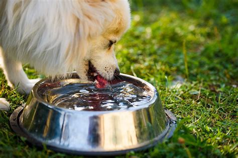 Dog drinks water from a bowl - sound effect
