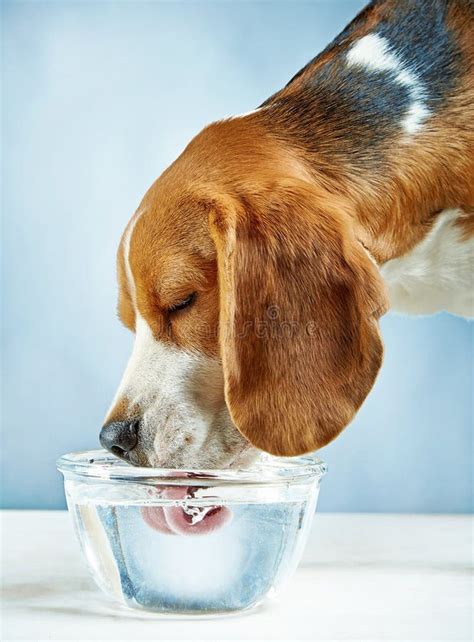 Dog drinks water from a bowl - sound effect