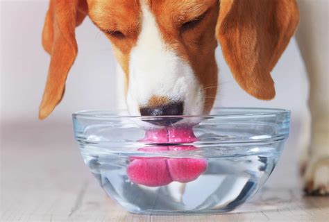 Dog drinks liquid, then breathes slowly - sound effect