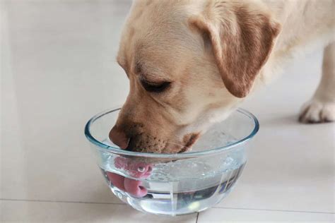 Dog drinks liquid, then breathes slowly - sound effect