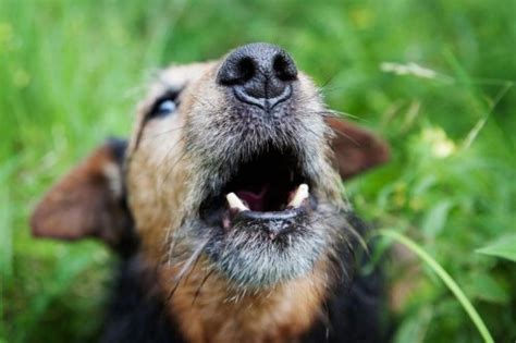 Mixed breed dog barking and growling - sound effect